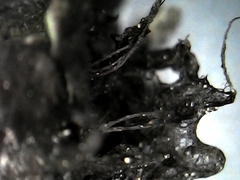 Peltigera leucophlebia