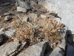 Dasyochloa pulchella