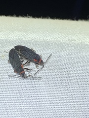 Melacoryphus rubicollis