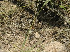 Aspidoscelis exsanguis