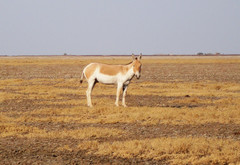 Equus hemionus khur
