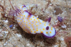 Hypselodoris pulchella