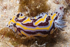 Halgerda dichromis