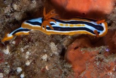 Chromodoris celinae
