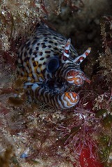 Enchelycore pardalis