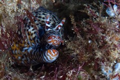Enchelycore pardalis