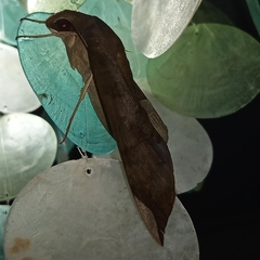 Pachylia ficus