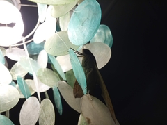 Pachylia ficus