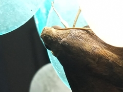 Pachylia ficus