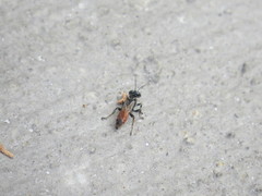 Tachysphex pompiliformis