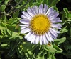Seaside Daisy - Photo (c) c michael hogan, some rights reserved (CC BY-NC), uploaded by c michael hogan