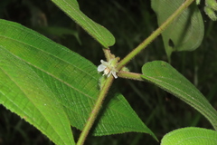 Miconia dentata