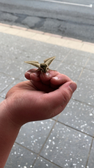 Theretra queenslandi