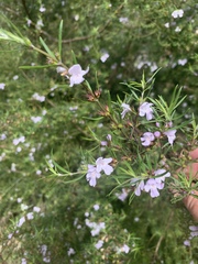 Westringia fruticosa