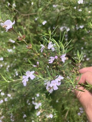 Westringia fruticosa