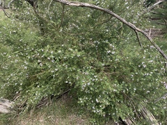 Westringia fruticosa