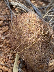 Echinomastus intertextus dasyacanthus