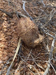 Echinomastus intertextus dasyacanthus