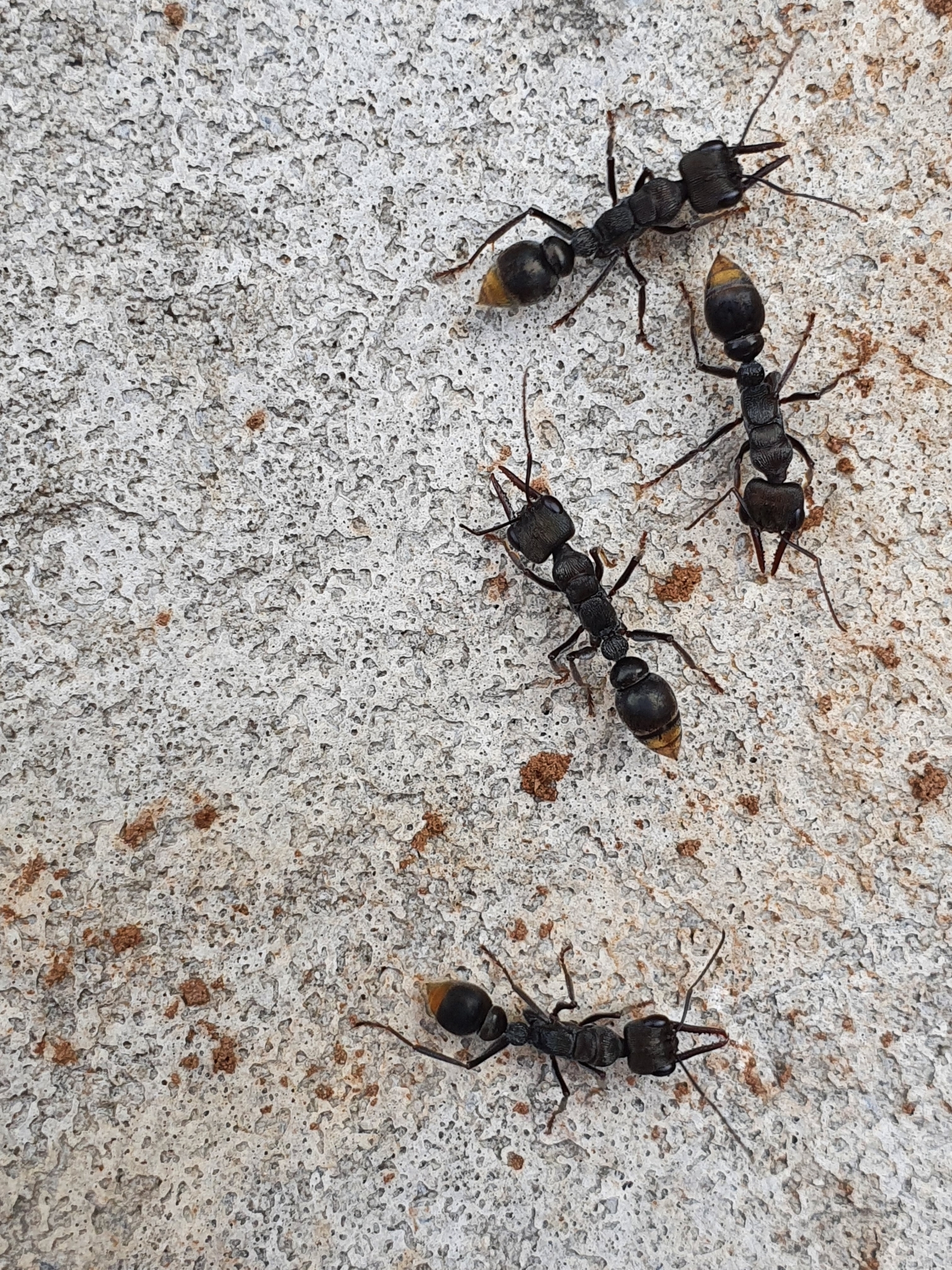 Myrmecia tepperi