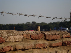 Funambulus pennantii