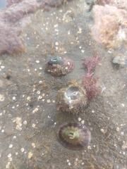 Fissurella macrotrema