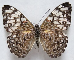 Hamadryas feronia farinulenta