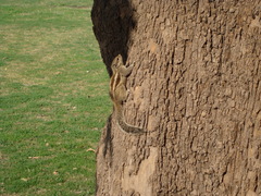 Funambulus pennantii