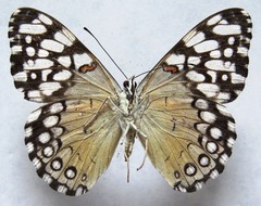 Hamadryas feronia farinulenta