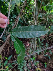 Protium unifoliolatum