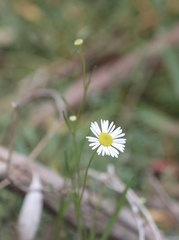 Brachyscome paludicola