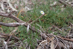Brachyscome paludicola
