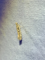 Ornativalva erubescens