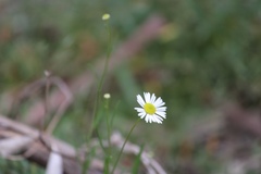 Brachyscome paludicola