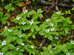 Arctocrania