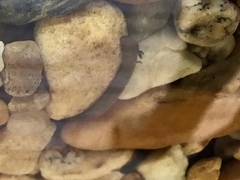 Pseudobranchus