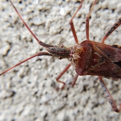 Leptoglossus occidentalis
