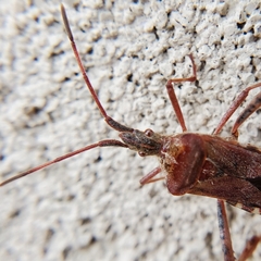 Leptoglossus occidentalis