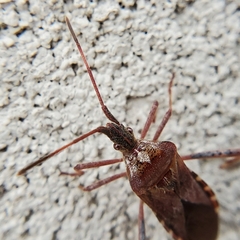 Leptoglossus occidentalis