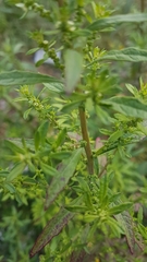 Chenopodium