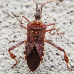 Leptoglossus occidentalis
