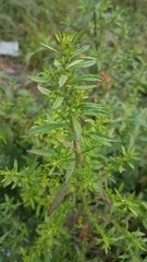 Chenopodium