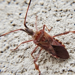 Leptoglossus occidentalis