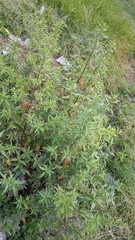 Chenopodium