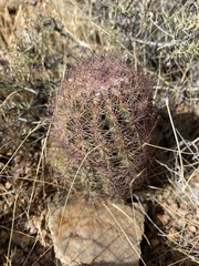 Echinomastus intertextus dasyacanthus