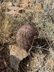 Echinomastus intertextus dasyacanthus