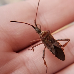 Leptoglossus occidentalis