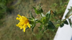 Helminthotheca echioides