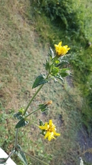 Helminthotheca echioides