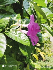 Bignonia corymbosa
