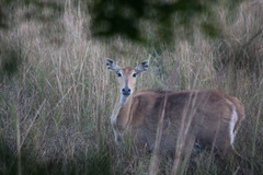 Boselaphus tragocamelus
